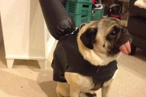 ae605004a0_Its-a-Pug